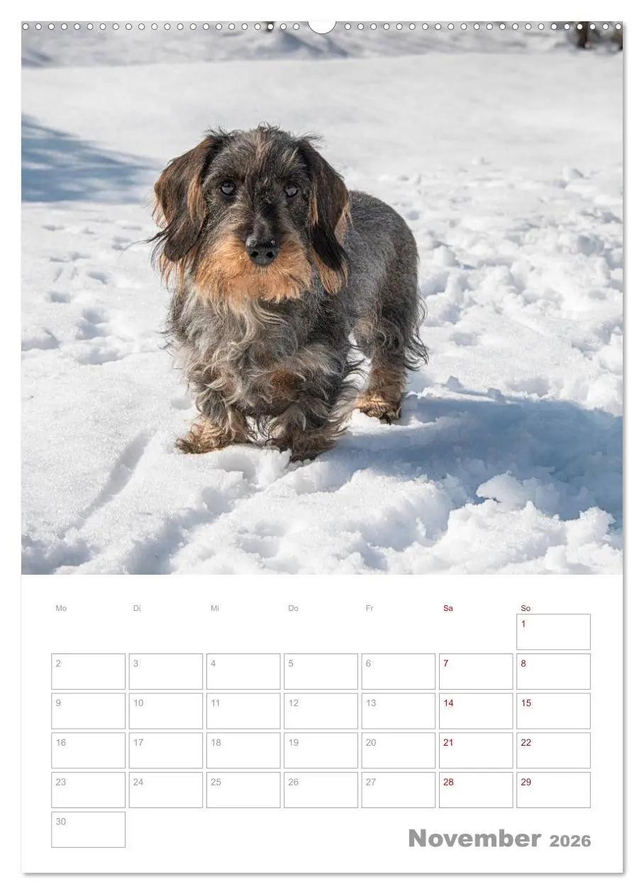 Bild: 9783516398854 | Dackelportraits (hochwertiger Premium Wandkalender 2026 DIN A2...