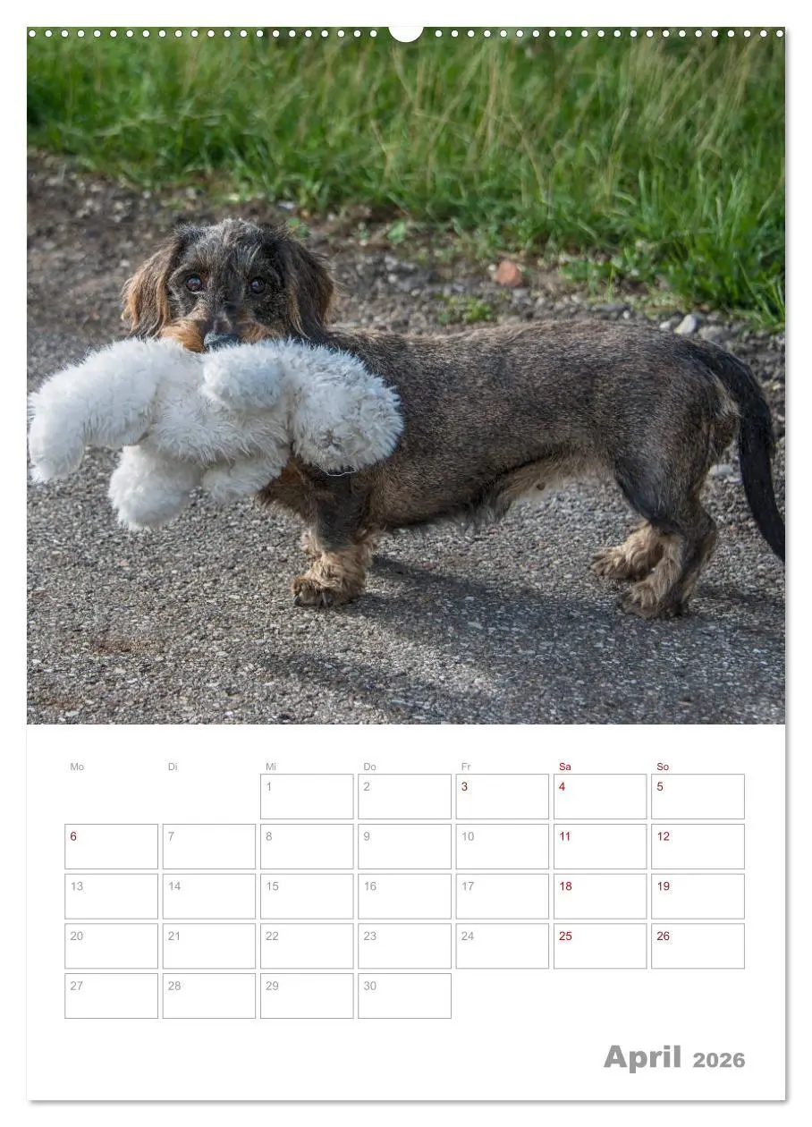 Bild: 9783516398854 | Dackelportraits (hochwertiger Premium Wandkalender 2026 DIN A2...