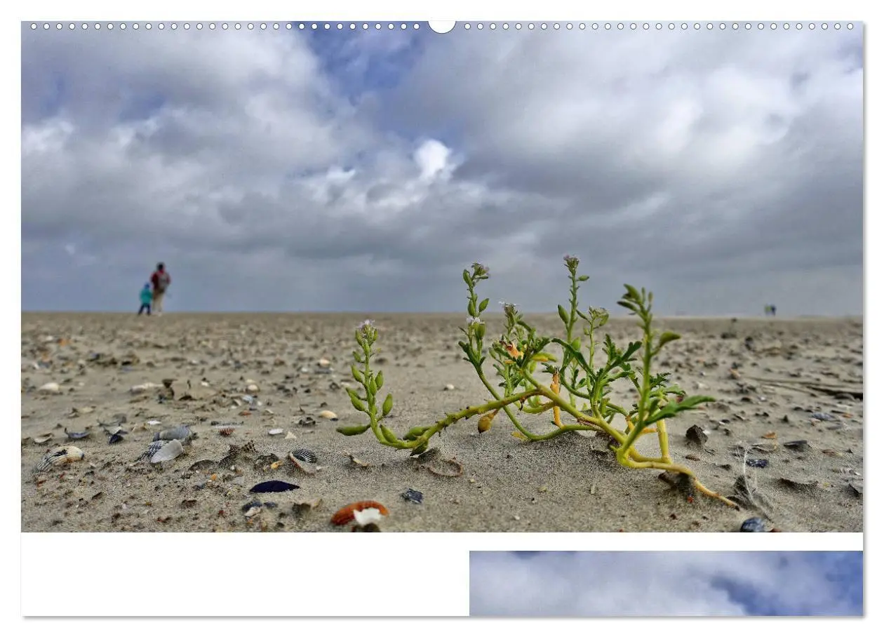 Bild: 9783435418954 | Norderney - Meine Trauminsel (Wandkalender 2025 DIN A2 quer),...