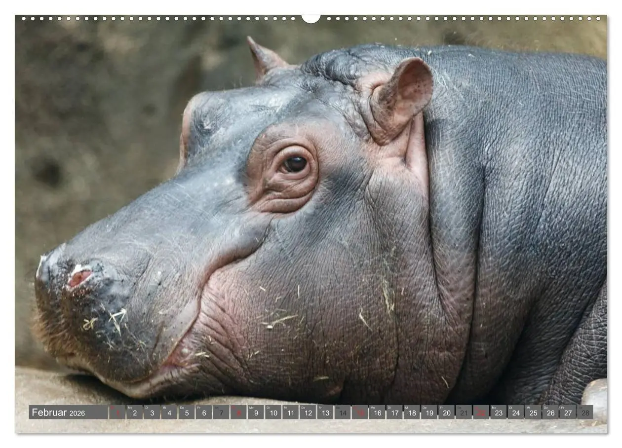 Bild: 9783516109054 | Nashörner &amp; Flusspferde (hochwertiger Premium Wandkalender 2026 DIN...
