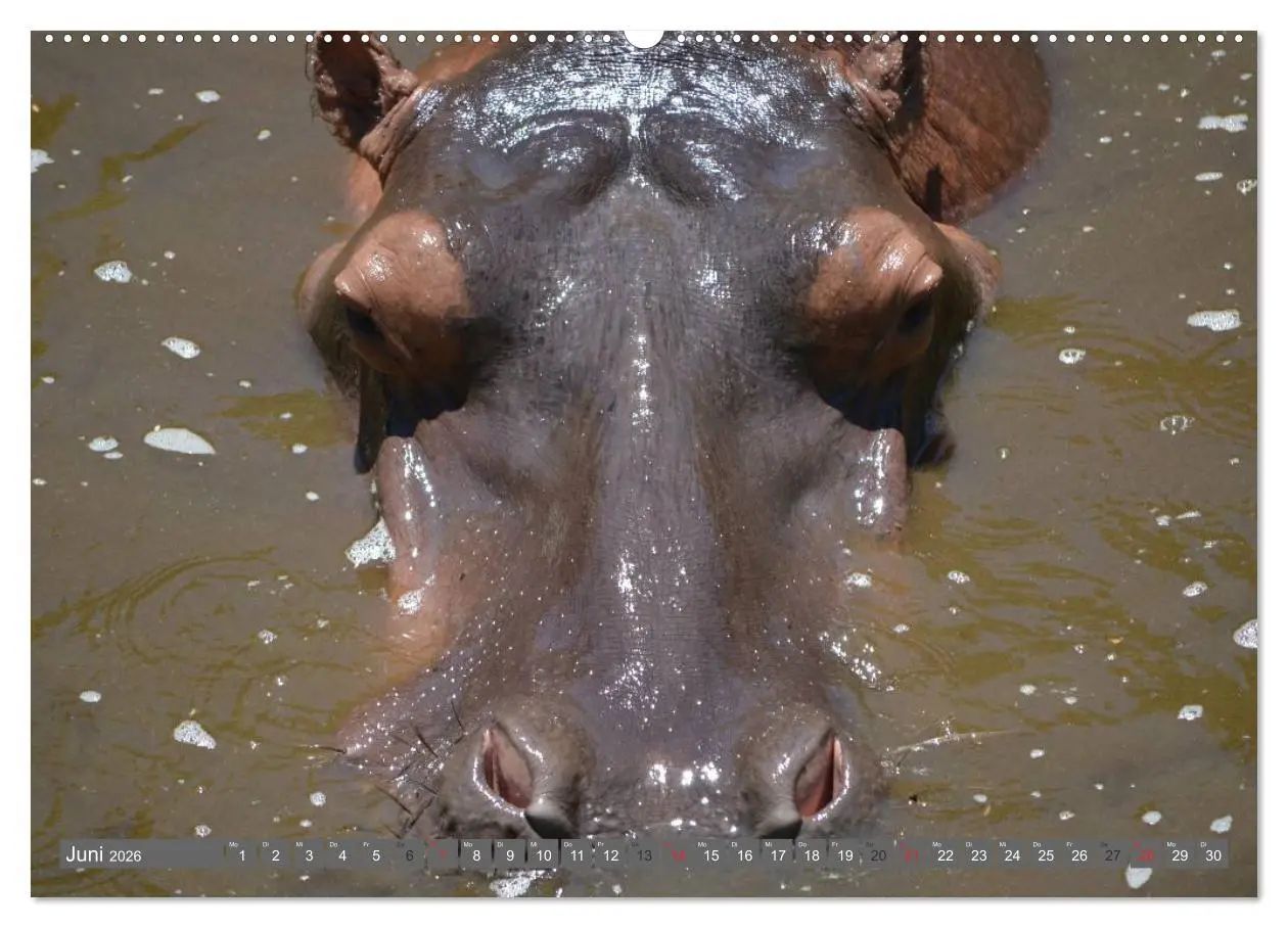 Bild: 9783516109054 | Nashörner &amp; Flusspferde (hochwertiger Premium Wandkalender 2026 DIN...