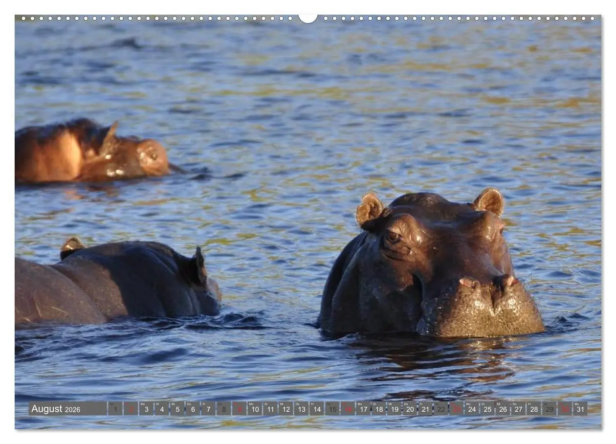 Bild: 9783516109054 | Nashörner &amp; Flusspferde (hochwertiger Premium Wandkalender 2026 DIN...