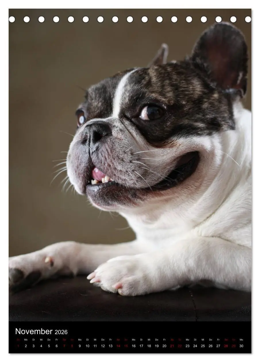 Bild: 9783516419054 | Bullys mit Charme - Französische Bulldoggen im Portrait...