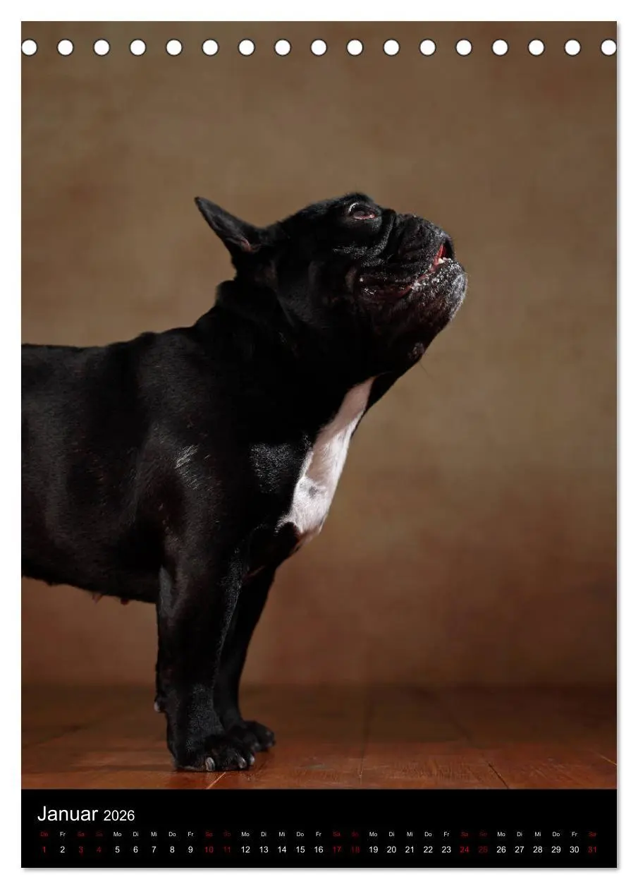 Bild: 9783516419054 | Bullys mit Charme - Französische Bulldoggen im Portrait...