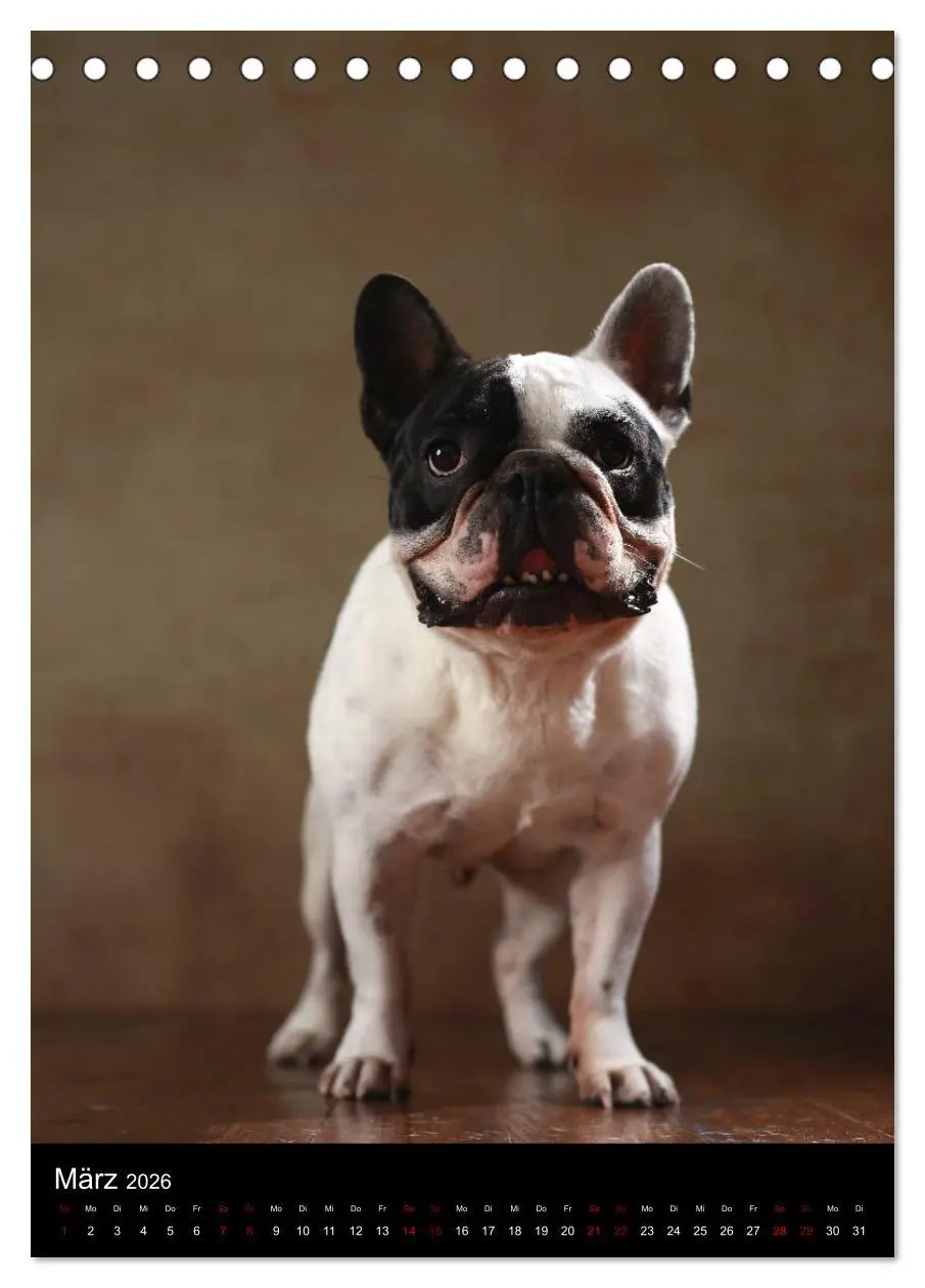 Bild: 9783516419054 | Bullys mit Charme - Französische Bulldoggen im Portrait...