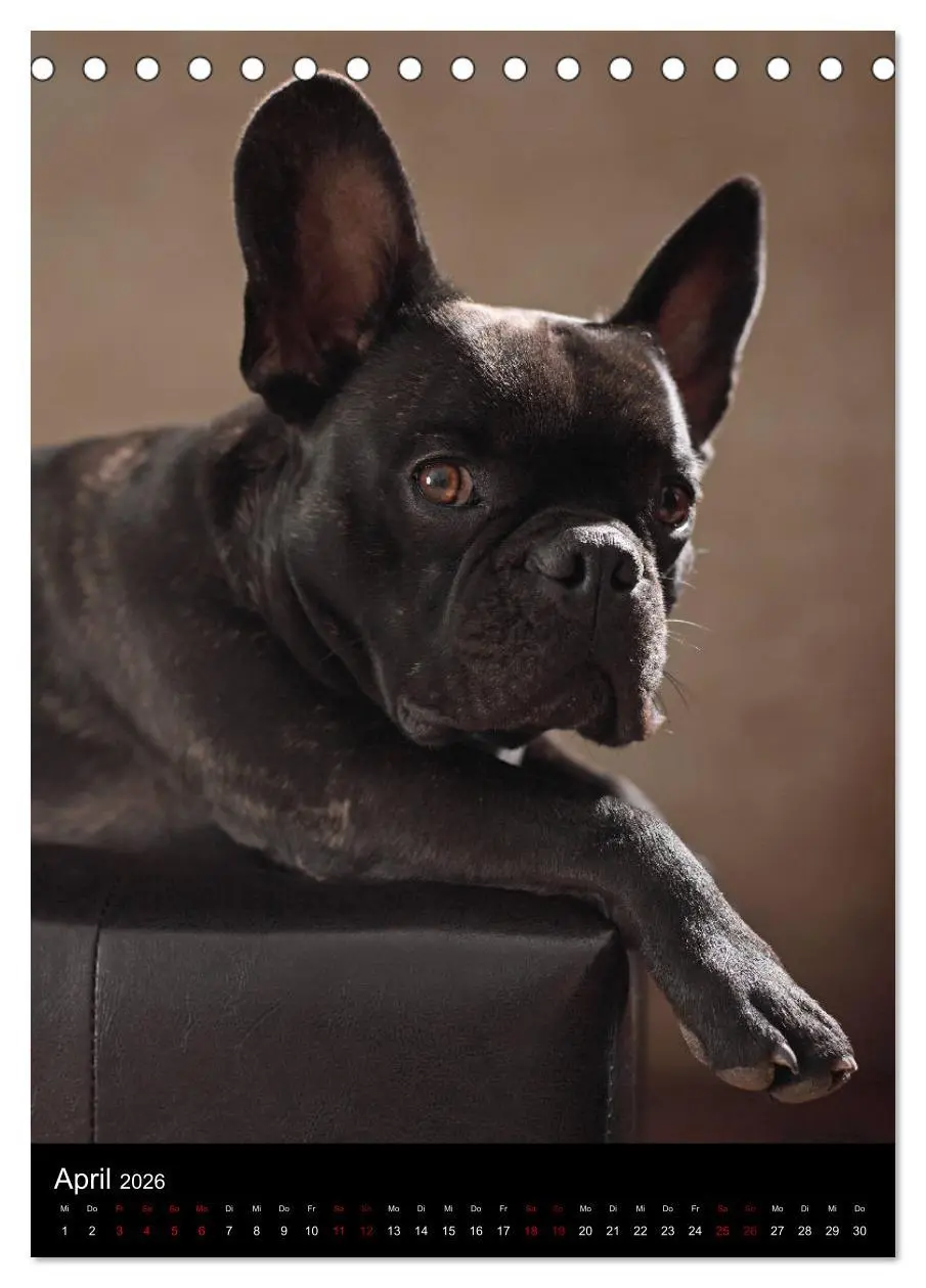 Bild: 9783516419054 | Bullys mit Charme - Französische Bulldoggen im Portrait...