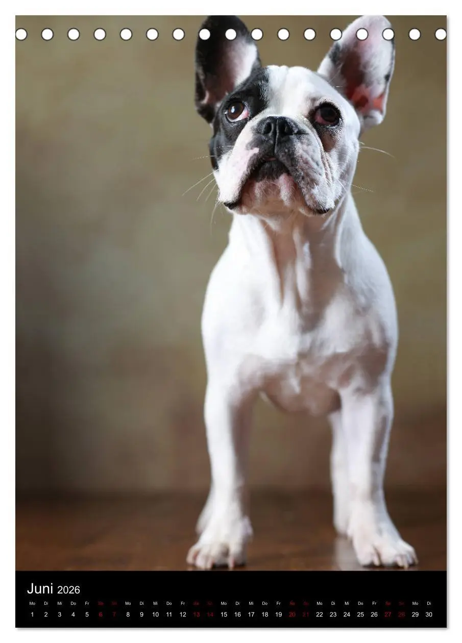 Bild: 9783516419054 | Bullys mit Charme - Französische Bulldoggen im Portrait...