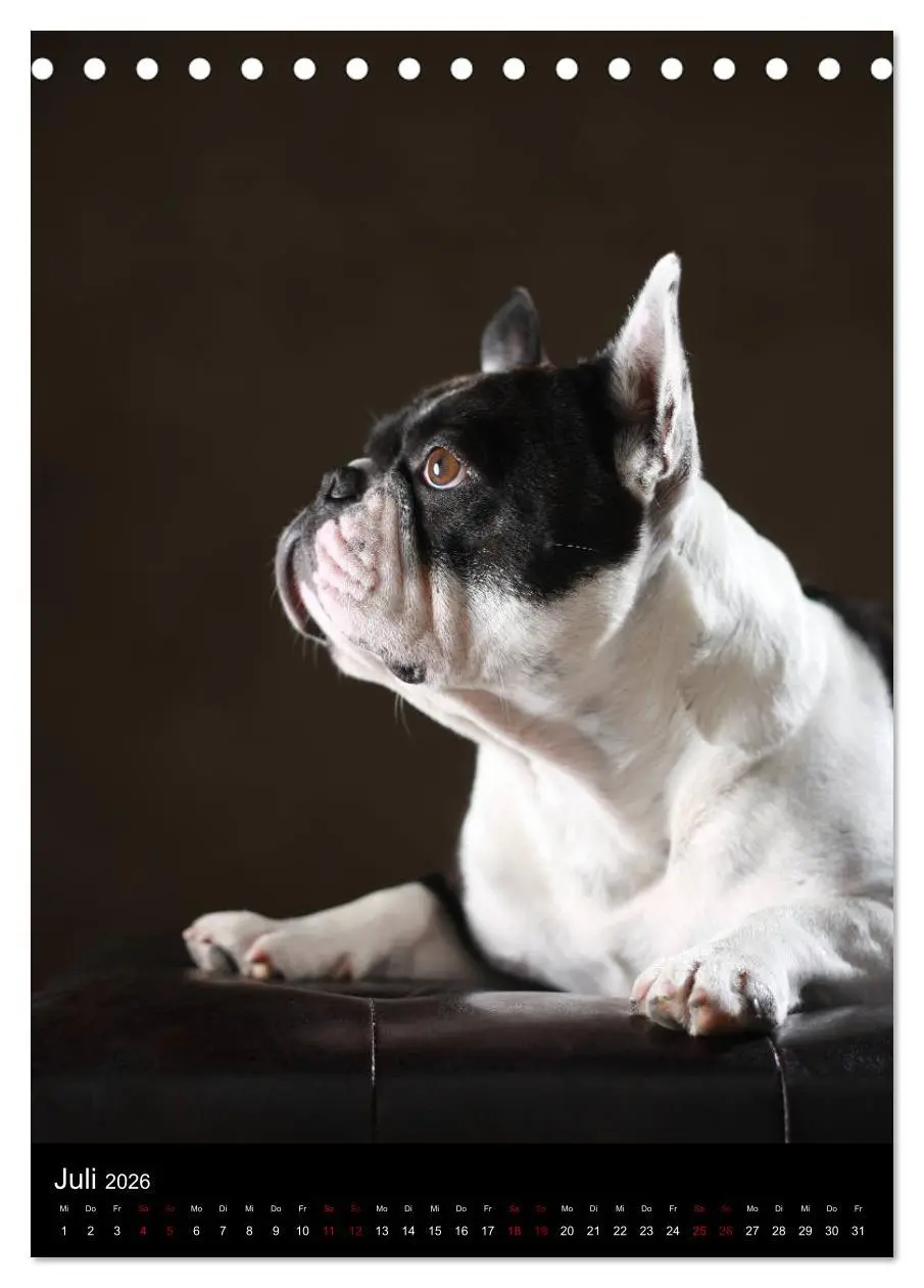 Bild: 9783516419054 | Bullys mit Charme - Französische Bulldoggen im Portrait...