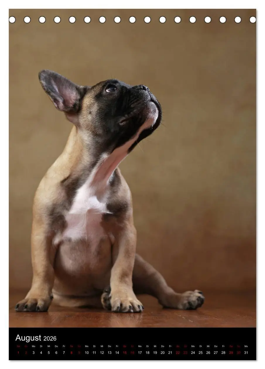 Bild: 9783516419054 | Bullys mit Charme - Französische Bulldoggen im Portrait...