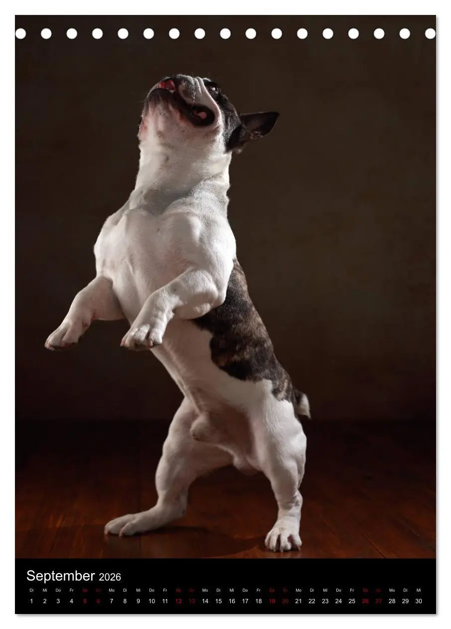 Bild: 9783516419054 | Bullys mit Charme - Französische Bulldoggen im Portrait...