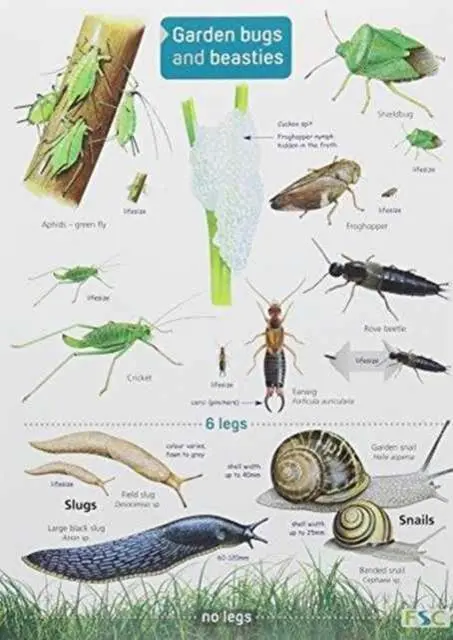 Cover: 9781908819154 | Garden Bugs and Beasties | Rebecca Farley-Brown | Englisch | 2014