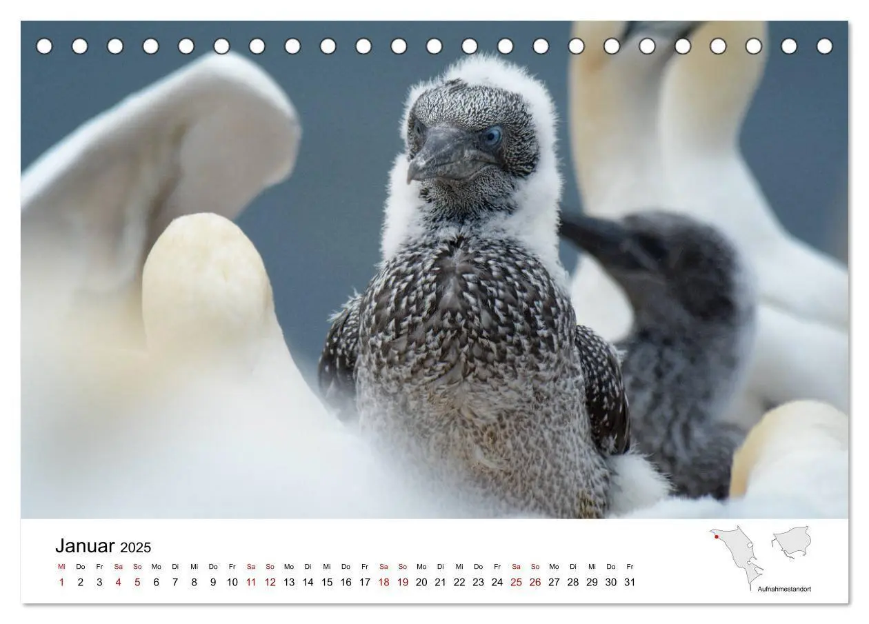 Bild: 9783435389254 | Mitreisekalender 2025 Helgoland (Tischkalender 2025 DIN A5 quer),...