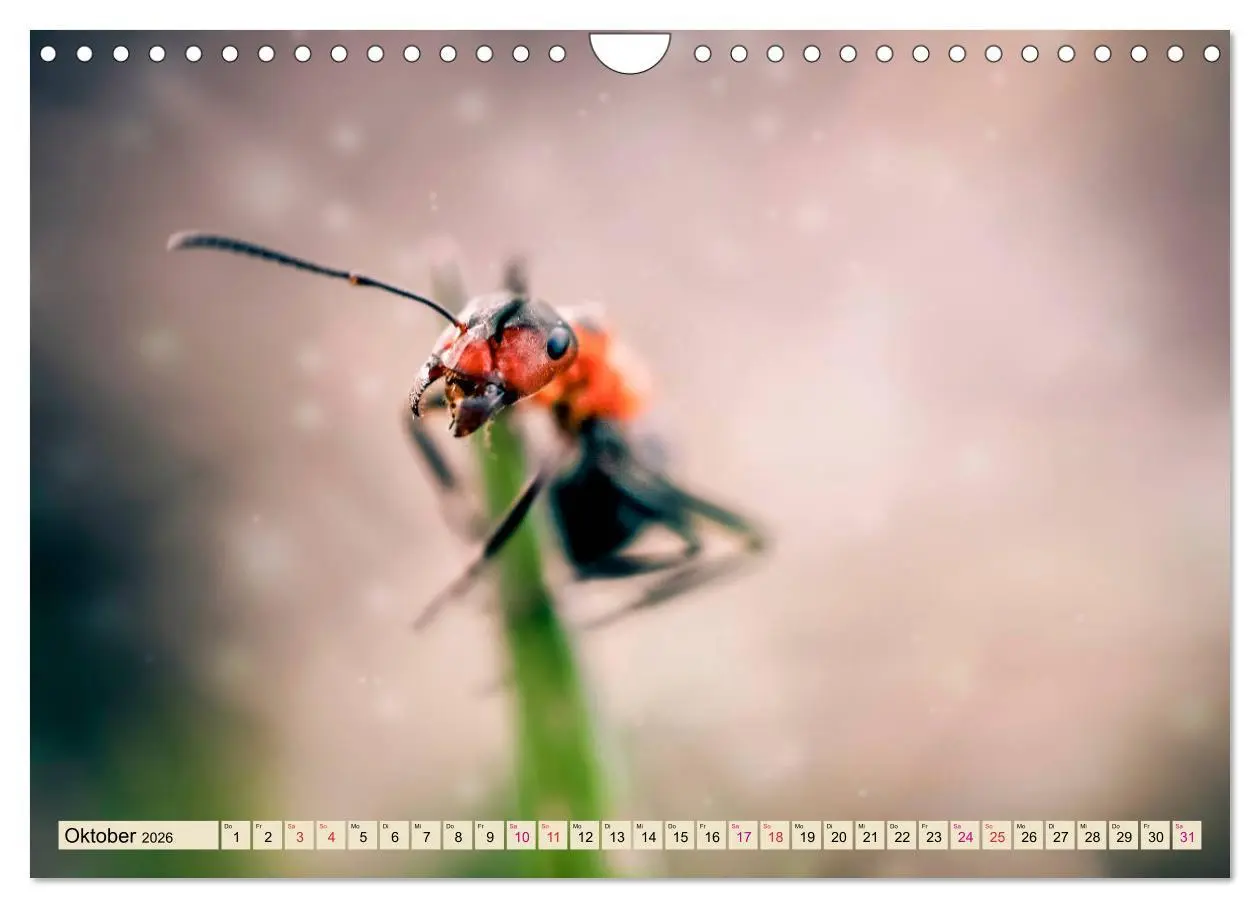 Bild: 9783457849354 | Ameisen - Ordnung im Durcheinander (Wandkalender 2026 DIN A4 quer),...