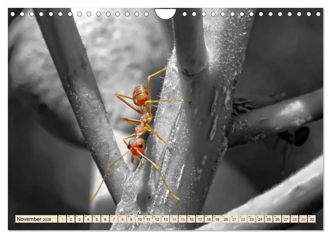 Bild: 9783457849354 | Ameisen - Ordnung im Durcheinander (Wandkalender 2026 DIN A4 quer),...