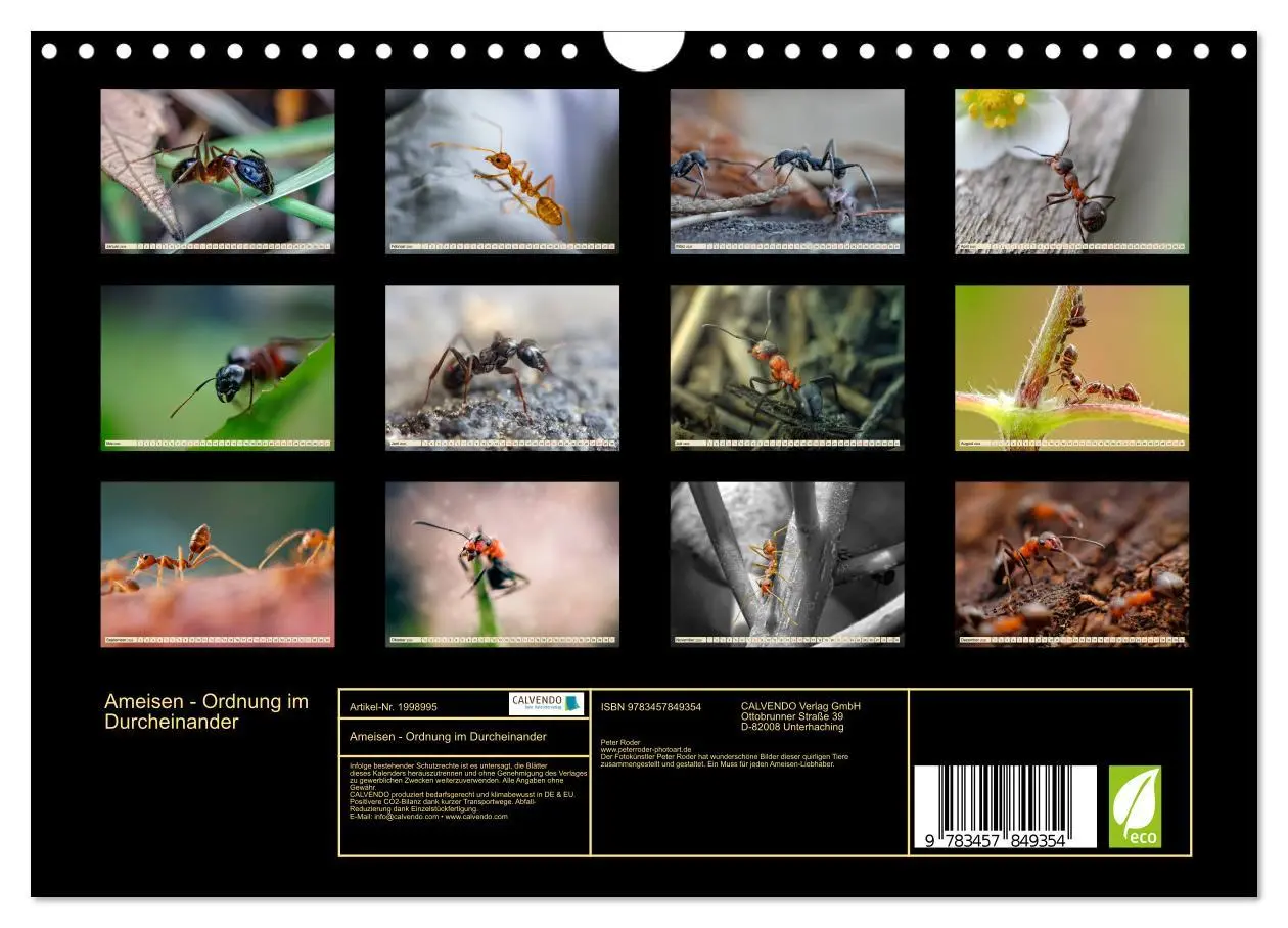 Bild: 9783457849354 | Ameisen - Ordnung im Durcheinander (Wandkalender 2026 DIN A4 quer),...
