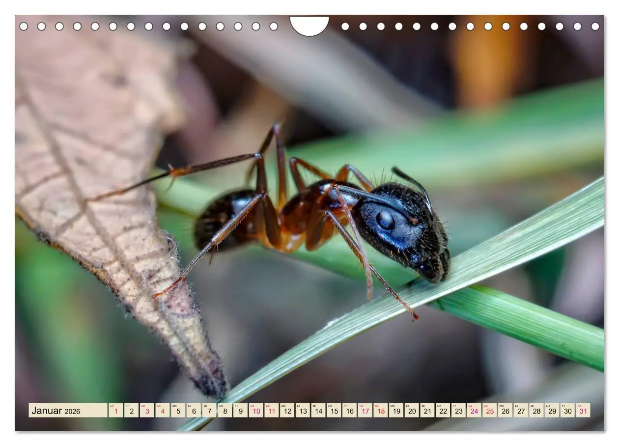 Bild: 9783457849354 | Ameisen - Ordnung im Durcheinander (Wandkalender 2026 DIN A4 quer),...