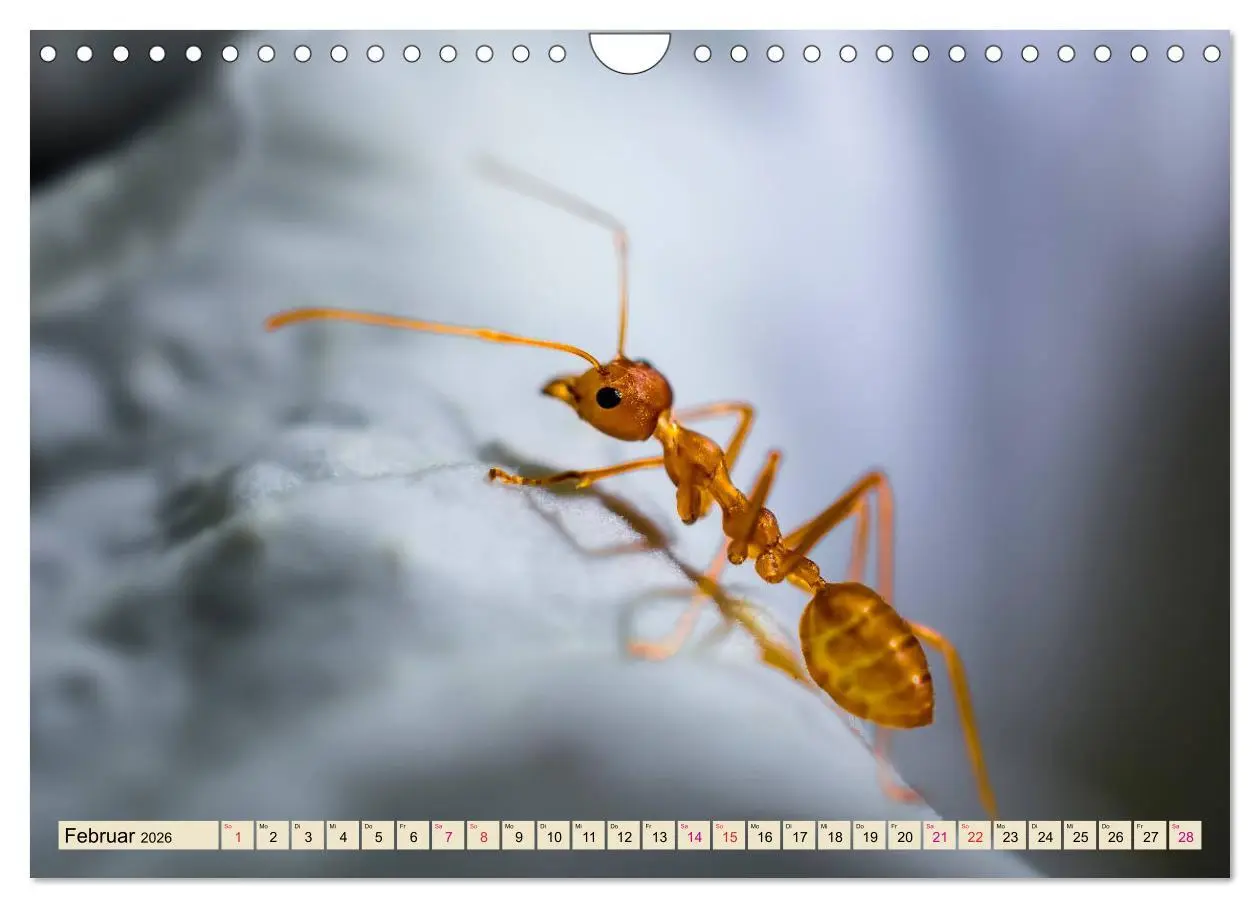 Bild: 9783457849354 | Ameisen - Ordnung im Durcheinander (Wandkalender 2026 DIN A4 quer),...