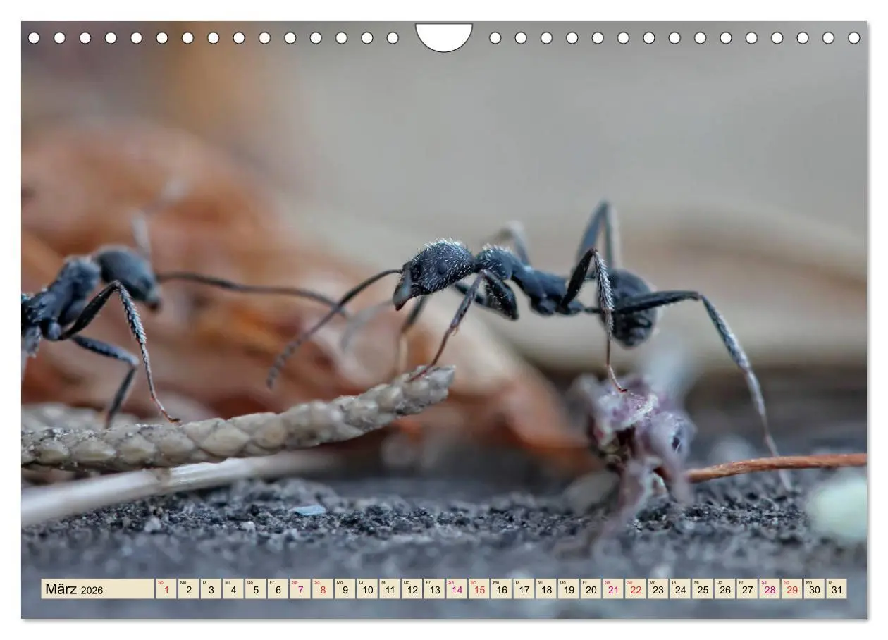 Bild: 9783457849354 | Ameisen - Ordnung im Durcheinander (Wandkalender 2026 DIN A4 quer),...