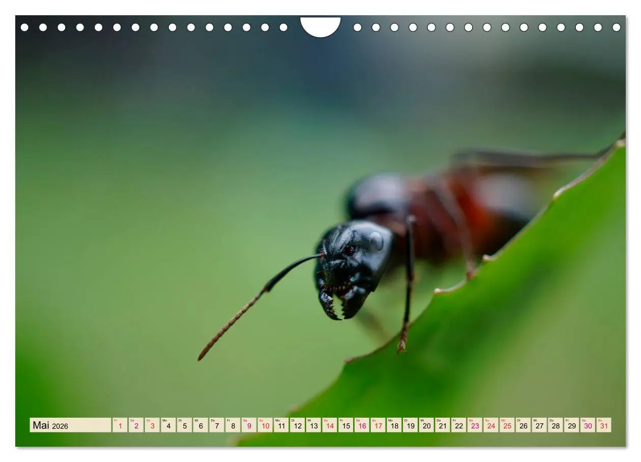 Bild: 9783457849354 | Ameisen - Ordnung im Durcheinander (Wandkalender 2026 DIN A4 quer),...