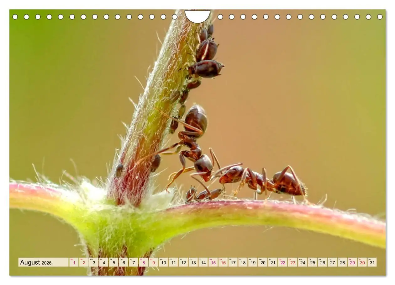 Bild: 9783457849354 | Ameisen - Ordnung im Durcheinander (Wandkalender 2026 DIN A4 quer),...