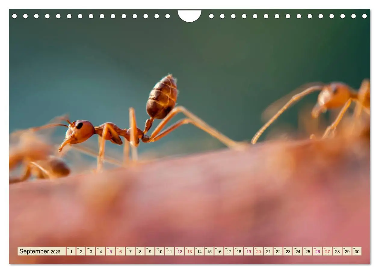 Bild: 9783457849354 | Ameisen - Ordnung im Durcheinander (Wandkalender 2026 DIN A4 quer),...