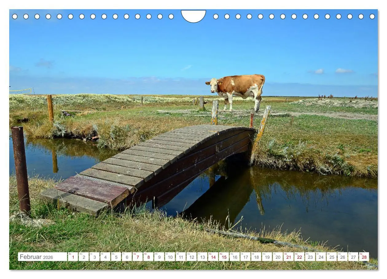 Bild: 9783457919354 | Sommertage auf Hallig Hooge (Wandkalender 2026 DIN A4 quer),...