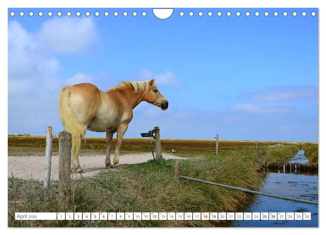 Bild: 9783457919354 | Sommertage auf Hallig Hooge (Wandkalender 2026 DIN A4 quer),...