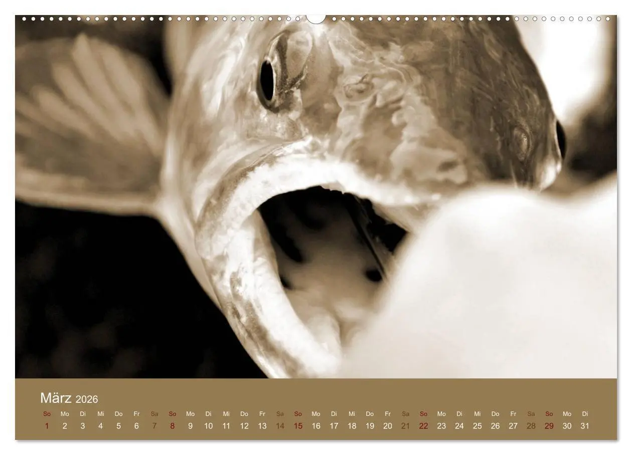 Bild: 9783516099454 | Fliegenfischen (hochwertiger Premium Wandkalender 2026 DIN A2...