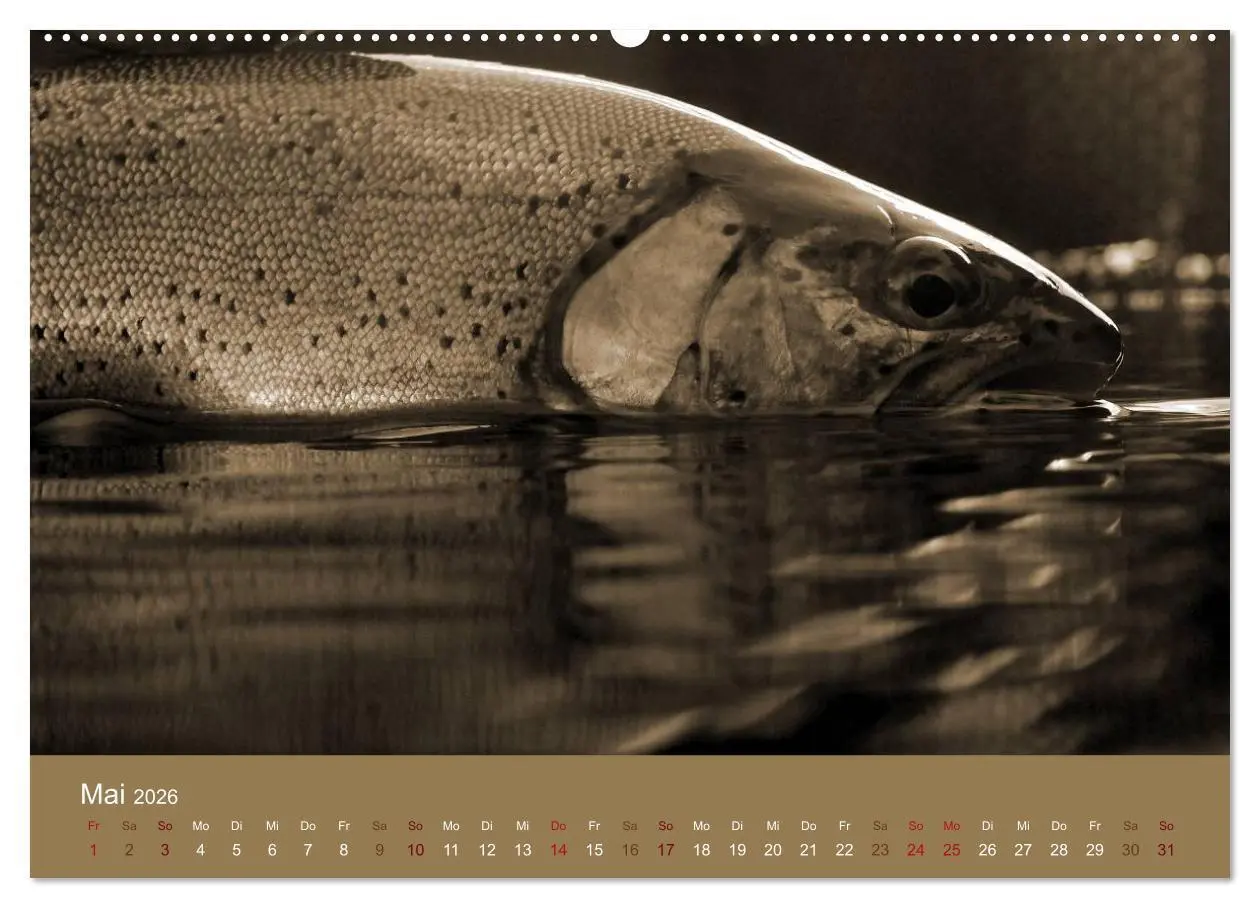 Bild: 9783516099454 | Fliegenfischen (hochwertiger Premium Wandkalender 2026 DIN A2...