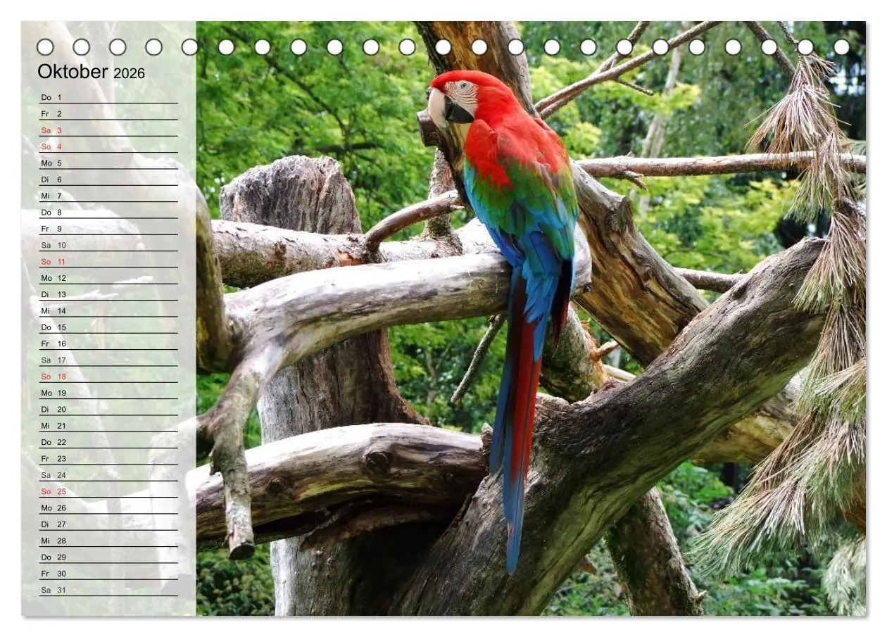 Bild: 9783457999554 | Papageien. Bunt, laut und klug (Tischkalender 2026 DIN A5 quer),...