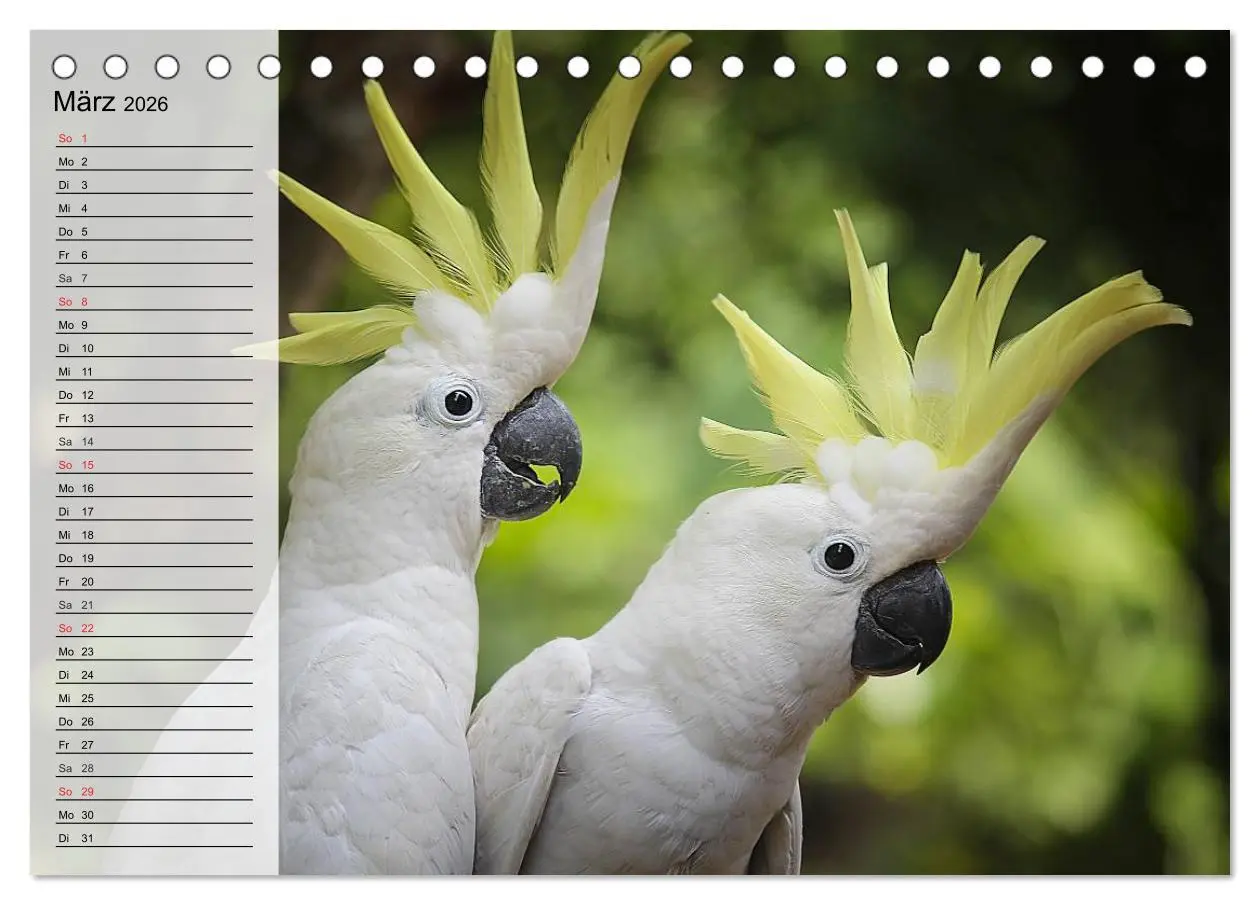 Bild: 9783457999554 | Papageien. Bunt, laut und klug (Tischkalender 2026 DIN A5 quer),...
