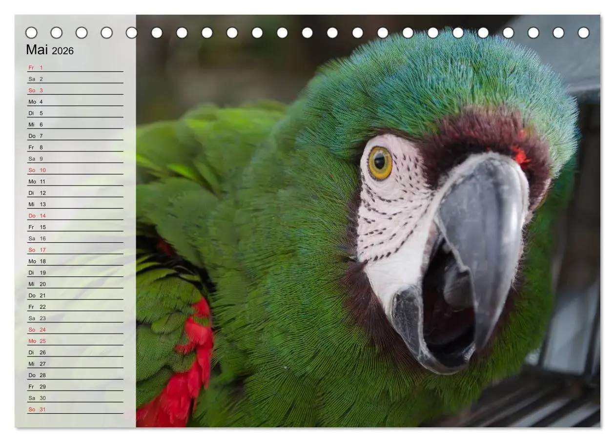 Bild: 9783457999554 | Papageien. Bunt, laut und klug (Tischkalender 2026 DIN A5 quer),...