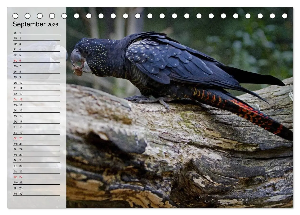 Bild: 9783457999554 | Papageien. Bunt, laut und klug (Tischkalender 2026 DIN A5 quer),...