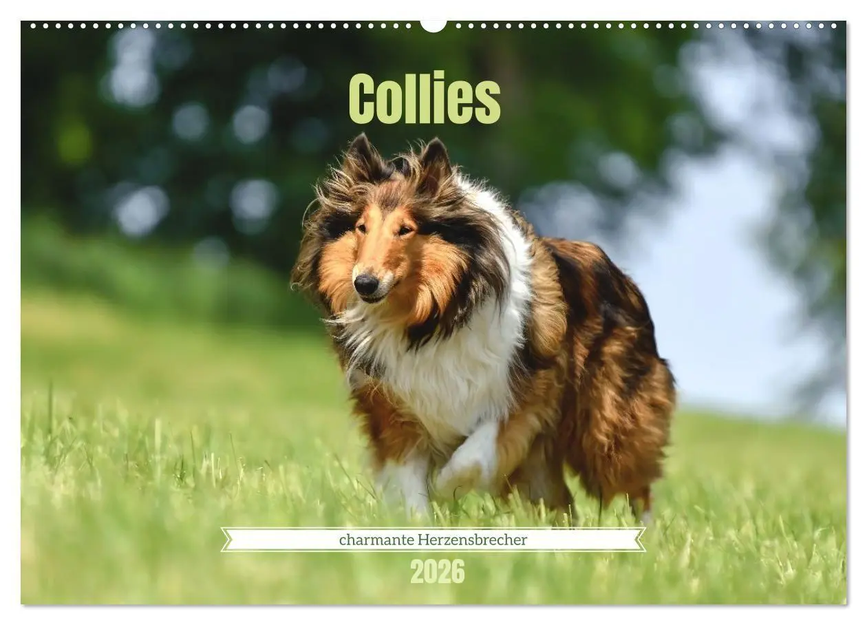 Cover: 9783516699654 | Collies - charmante Herzensbrecher (Wandkalender 2026 DIN A2 quer),...