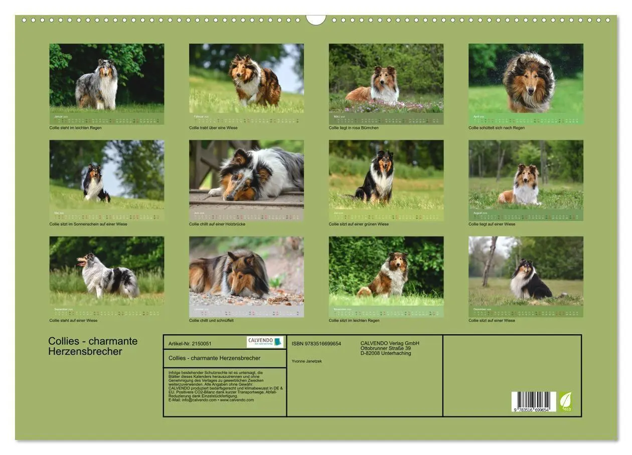 Bild: 9783516699654 | Collies - charmante Herzensbrecher (Wandkalender 2026 DIN A2 quer),...