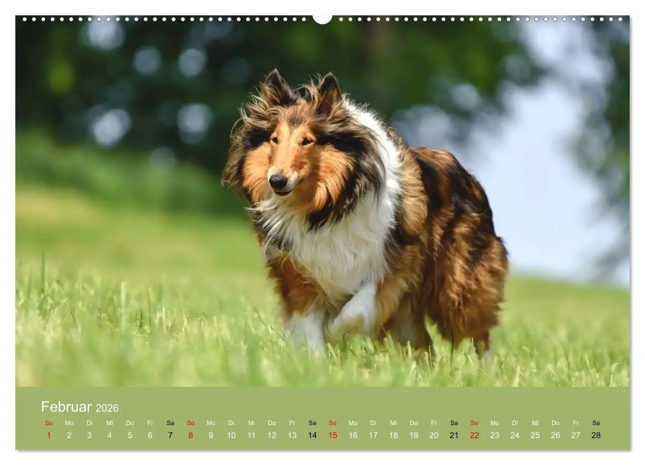 Bild: 9783516699654 | Collies - charmante Herzensbrecher (Wandkalender 2026 DIN A2 quer),...