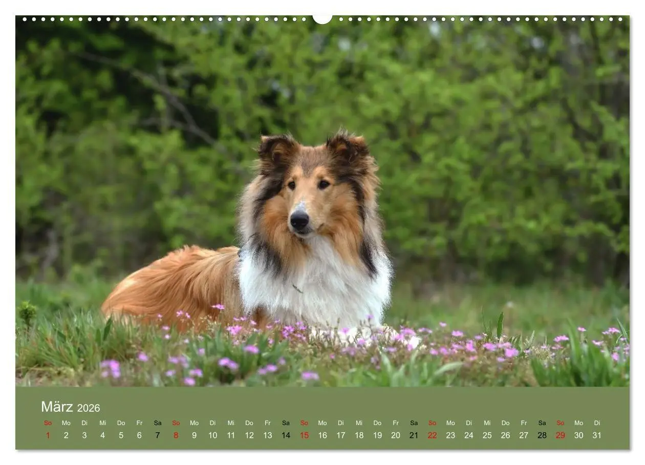 Bild: 9783516699654 | Collies - charmante Herzensbrecher (Wandkalender 2026 DIN A2 quer),...