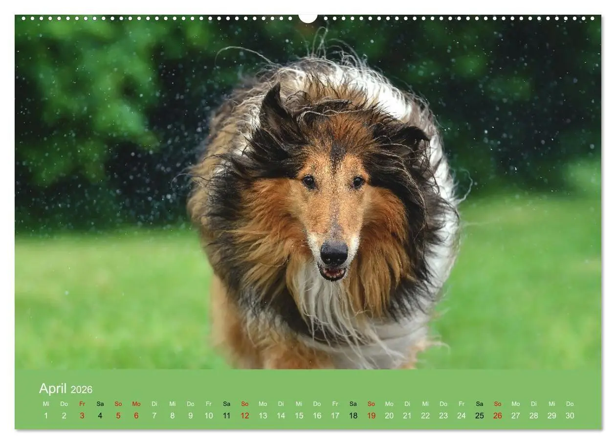 Bild: 9783516699654 | Collies - charmante Herzensbrecher (Wandkalender 2026 DIN A2 quer),...