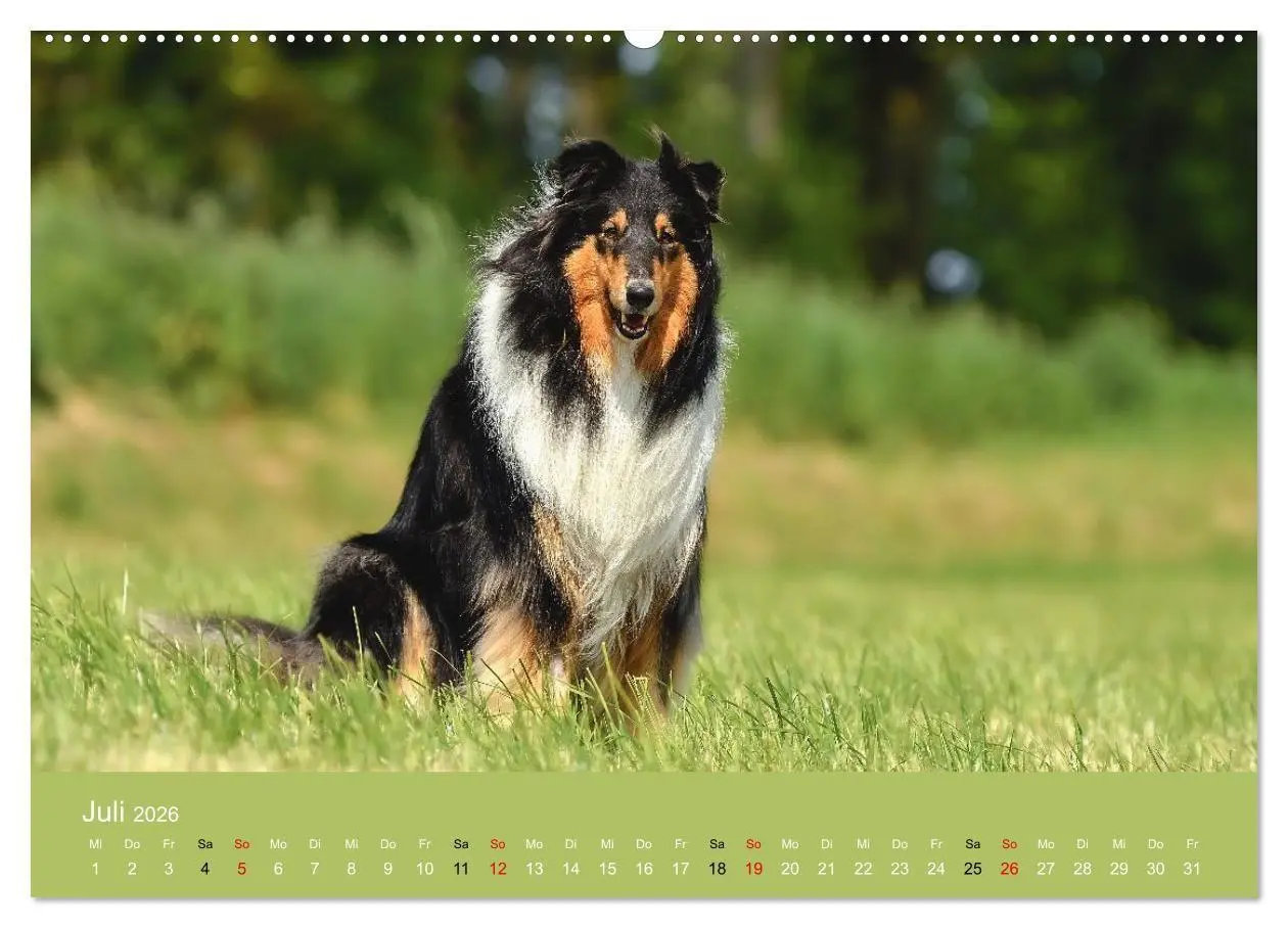 Bild: 9783516699654 | Collies - charmante Herzensbrecher (Wandkalender 2026 DIN A2 quer),...