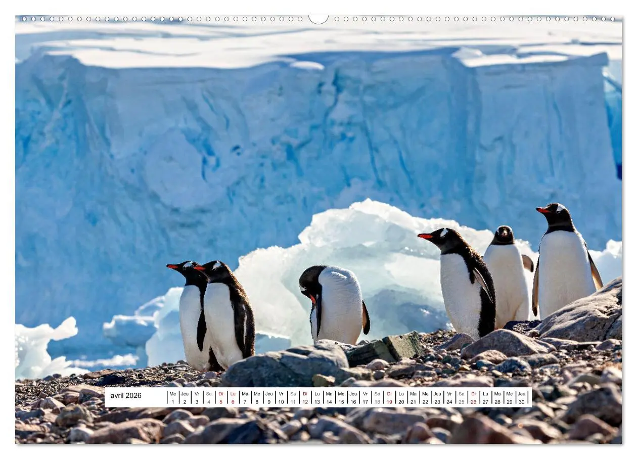 Bild: 9783457289754 | L'Antarctique magique (Calendrier mural 2026 DIN A2 vertical),...
