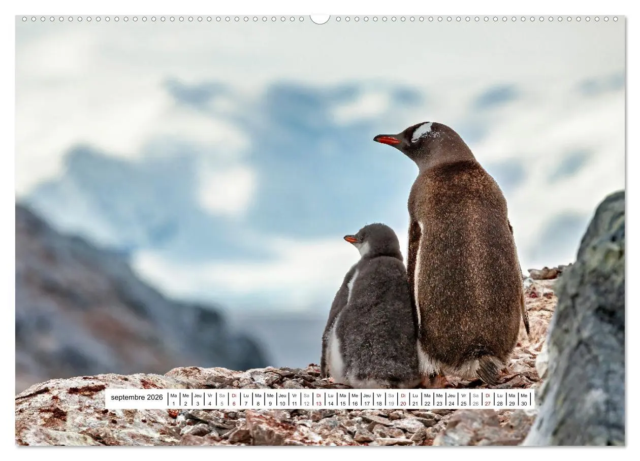 Bild: 9783457289754 | L'Antarctique magique (Calendrier mural 2026 DIN A2 vertical),...