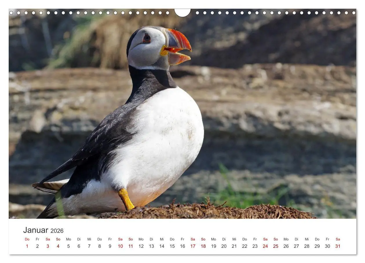 Bild: 9783457589854 | Papageitaucher - Clowns der nordischen Vogelwelt (Wandkalender 2026...