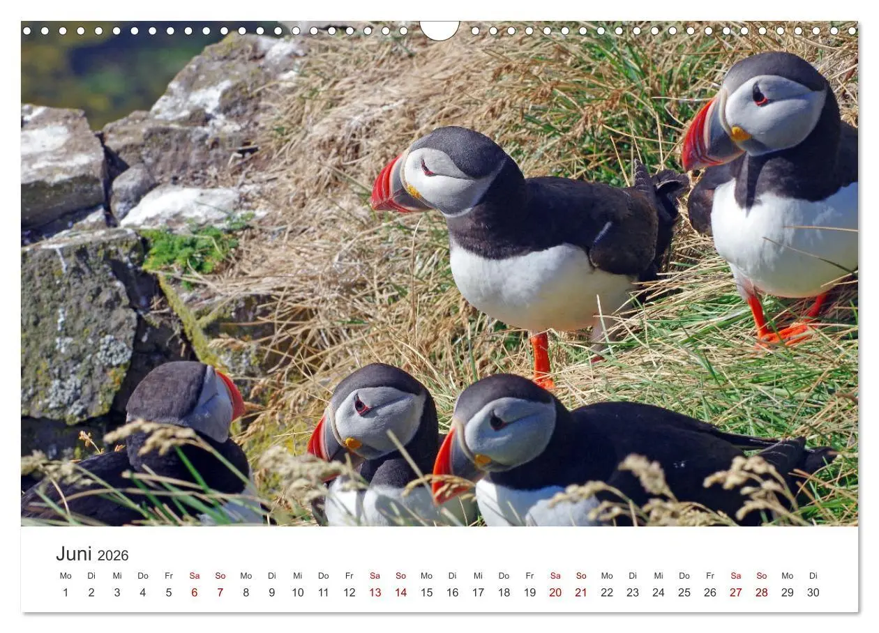 Bild: 9783457589854 | Papageitaucher - Clowns der nordischen Vogelwelt (Wandkalender 2026...