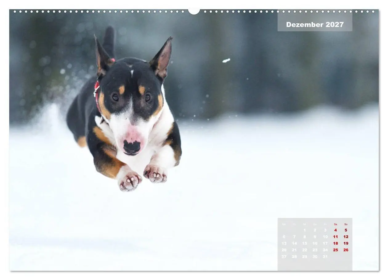 Bild: 9783569769854 | Bullterrier 2027 Frech und fröhlich durch das Jahr (Wandkalender...