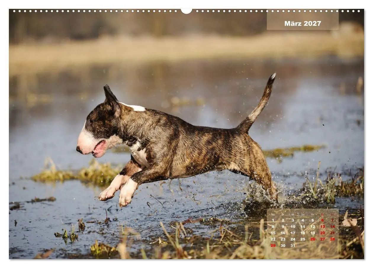 Bild: 9783569769854 | Bullterrier 2027 Frech und fröhlich durch das Jahr (Wandkalender...