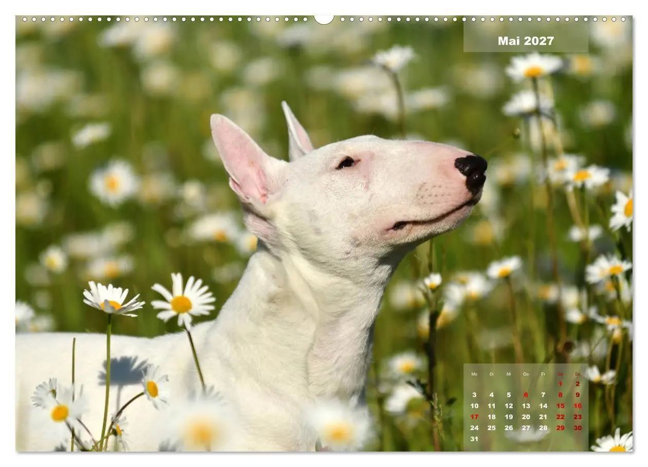 Bild: 9783569769854 | Bullterrier 2027 Frech und fröhlich durch das Jahr (Wandkalender...
