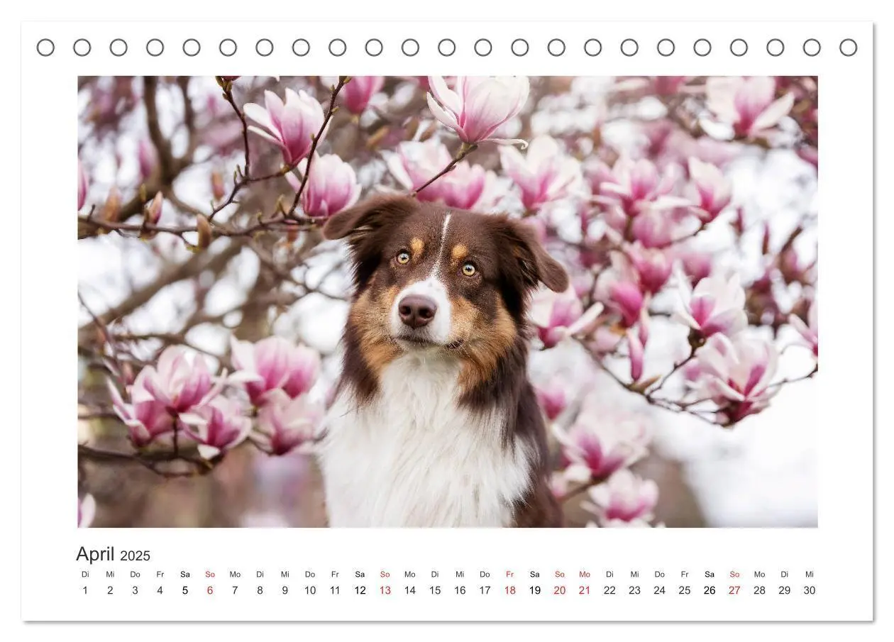 Bild: 9783435179954 | Herzensaussies - Australian Shepherd (Tischkalender 2025 DIN A5...