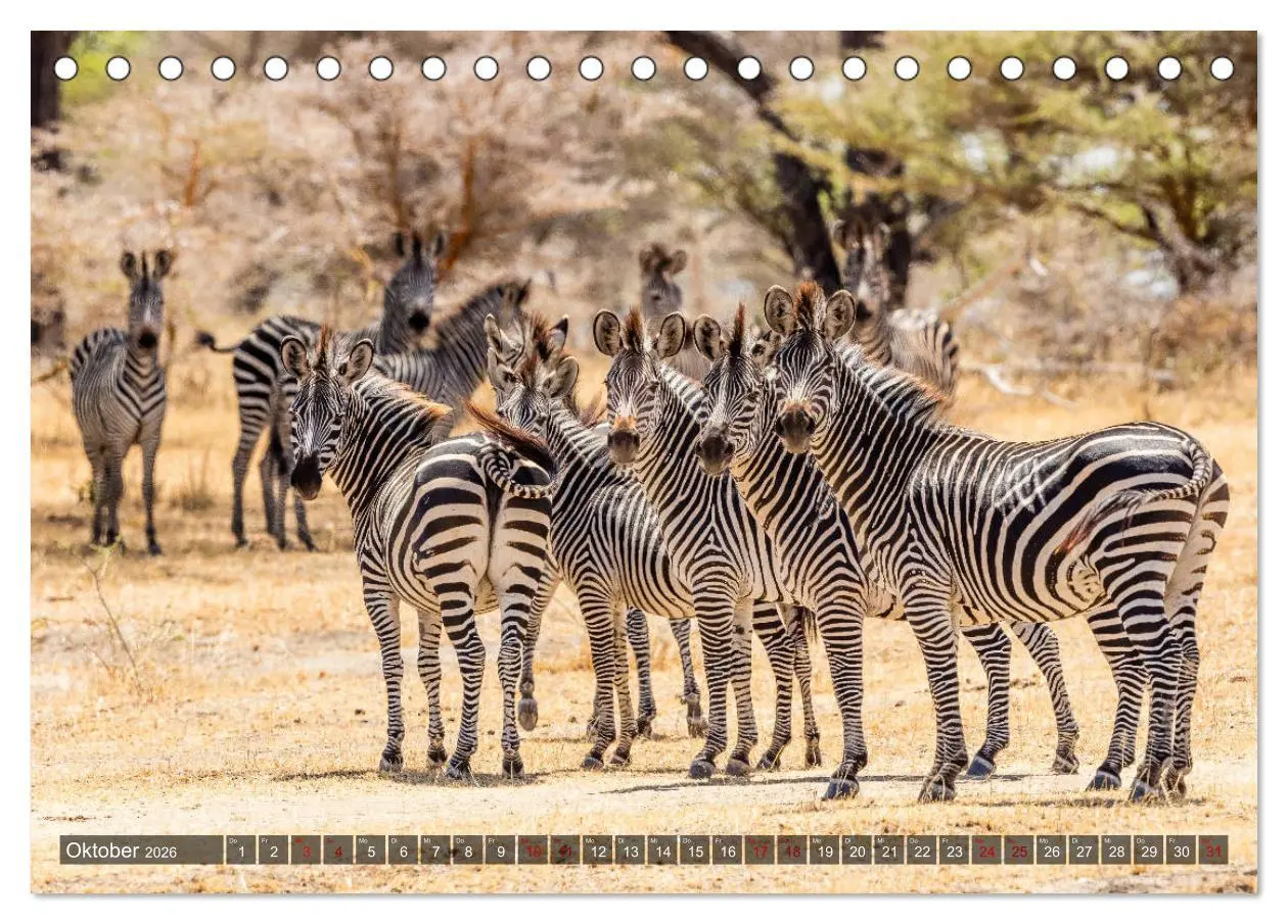 Bild: 9783457889954 | Safari in Tansania (Tischkalender 2026 DIN A5 quer), CALVENDO...