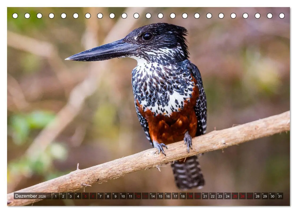 Bild: 9783457889954 | Safari in Tansania (Tischkalender 2026 DIN A5 quer), CALVENDO...