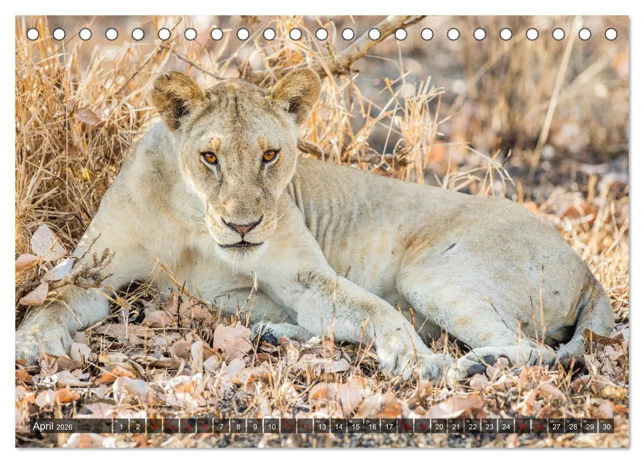 Bild: 9783457889954 | Safari in Tansania (Tischkalender 2026 DIN A5 quer), CALVENDO...